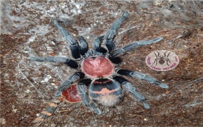Davus pentaloris sling 1cm tarantula 